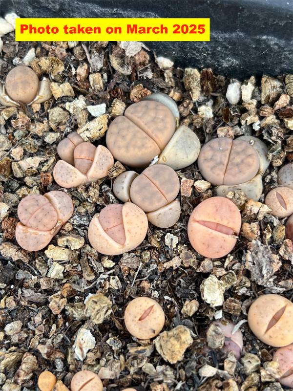 Lithops karasmontana syn. Mickbergensis C169 | Discover Rare